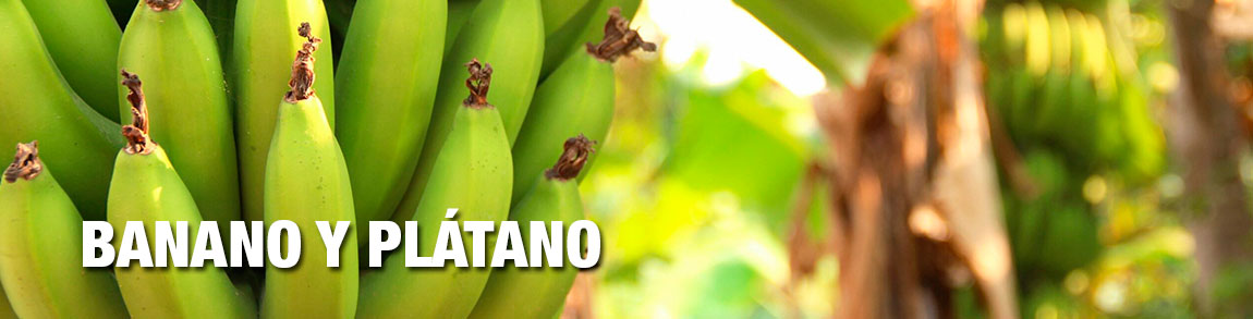 banano-y-platano-biocrop
