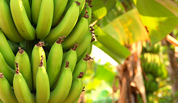 banano-y-platano-cultivo