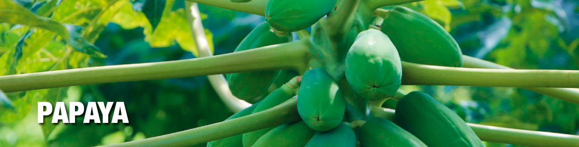 papaya-biocrop