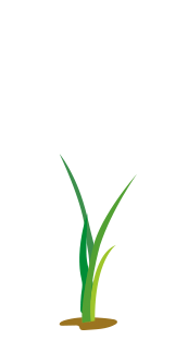 Cultivo-Arroz-Manejo-Bio-crop-2
