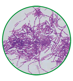 bacillus