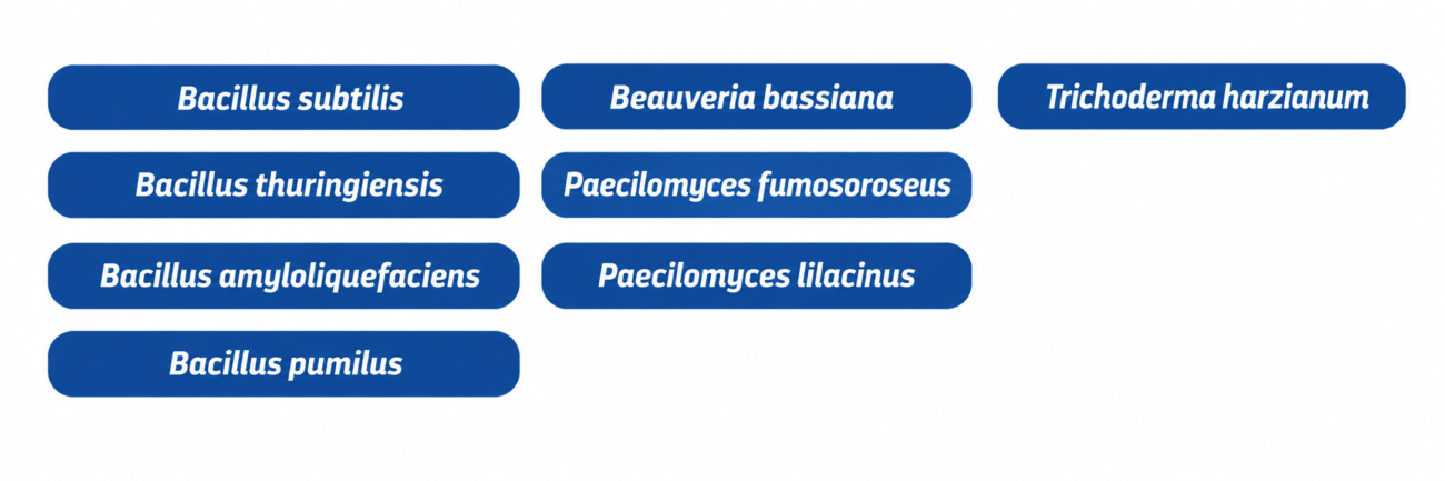 MAQUILA BIOINSUMOS